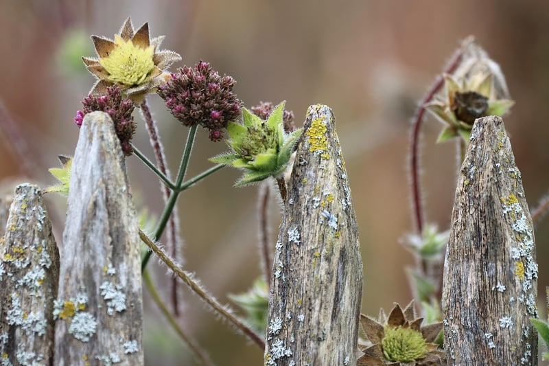Fantastical Flower Gardens