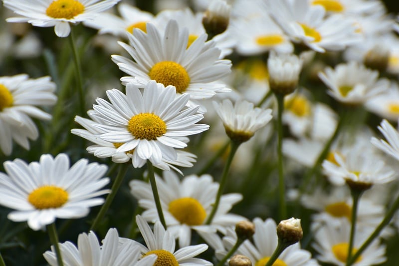 Fantastical Flower Garden
